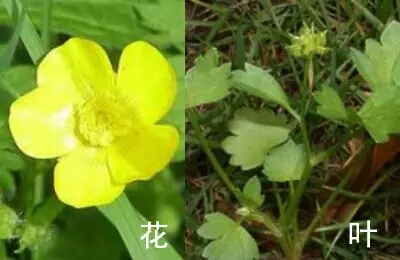 有毒野菜识别手册，图片大全及预防指南